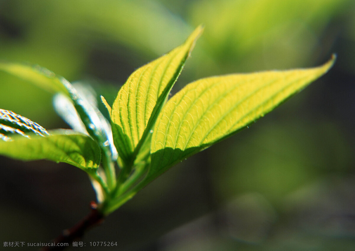 黄绿色 树叶 背景 高清 黄色 叶子 植物 自然 背景图片