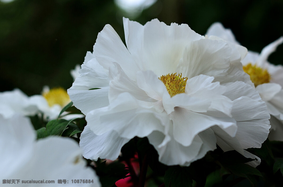 鲜艳 白色 牡丹花 高清 卉 花朵 花草 植物 鲜花