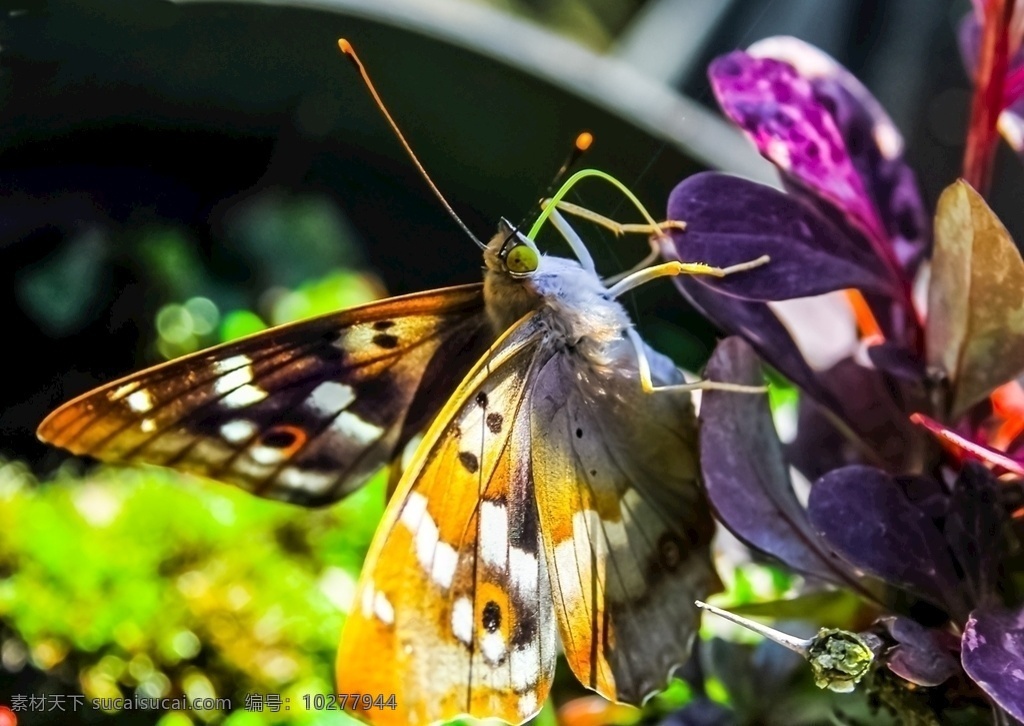 蝴蝶 昆虫 美丽 大自然 花朵 黄色 薰衣草 山 风景 4k 超清壁纸 动植物 生物世界