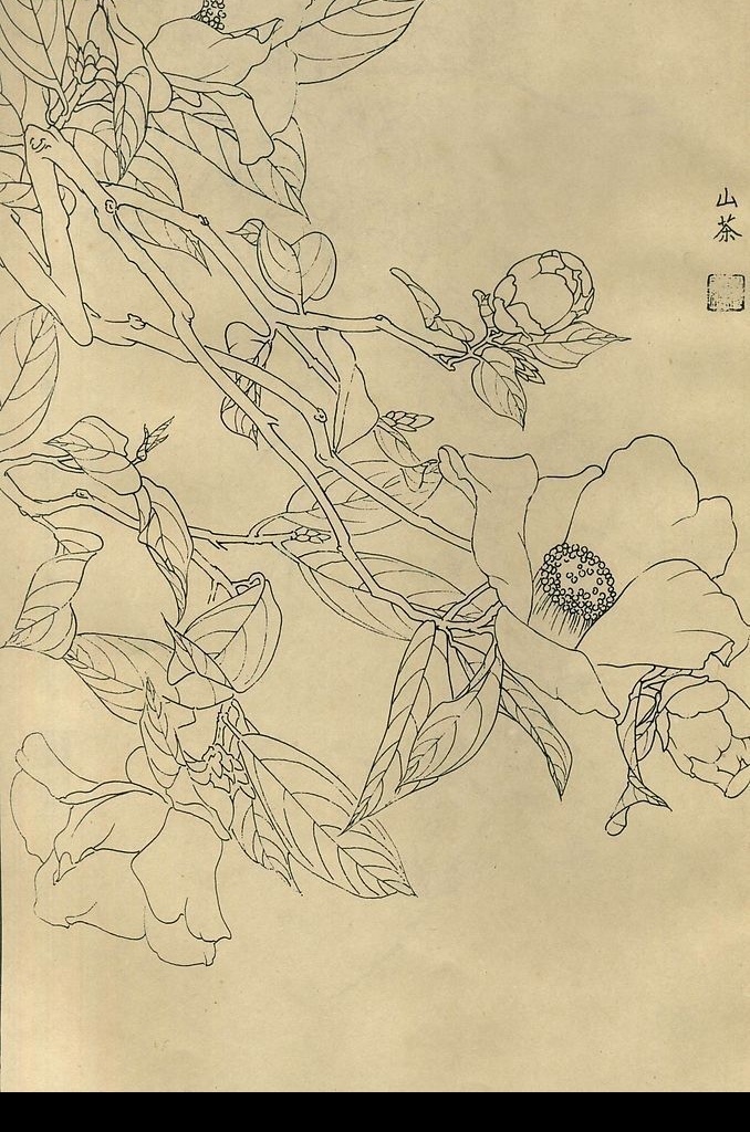 百花 图谱 山茶花 花草 花 白描 线描 黑白稿 绘画 花谱 杨柳青画社 画社 缪丽娟 百花图谱 茶花 文化艺术 绘画书法 设计图库