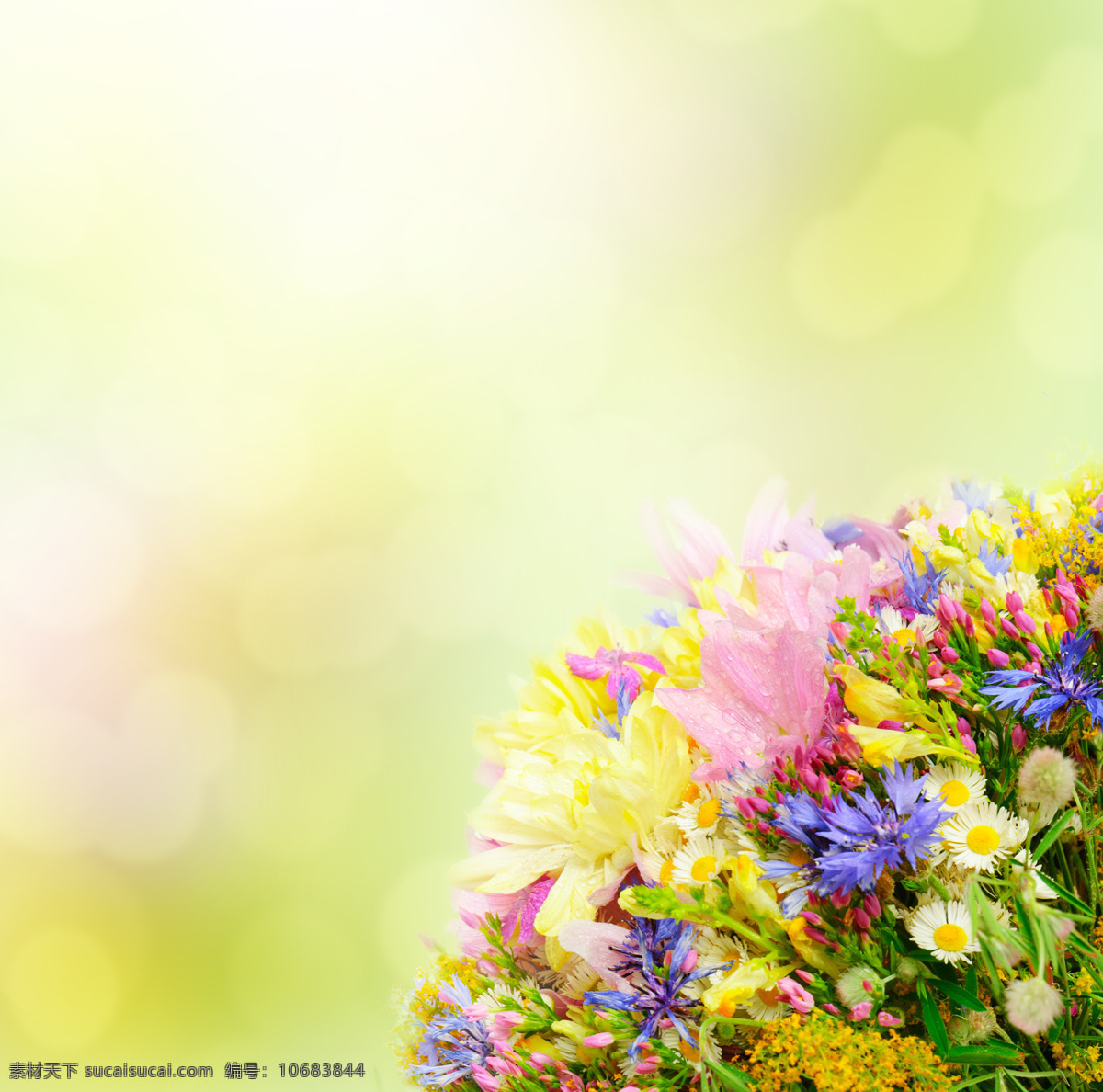 鲜花梦幻背景 花朵 鲜花 花 叶子 绿叶 花卉 鲜花摄影 花草树木 生物世界 白色