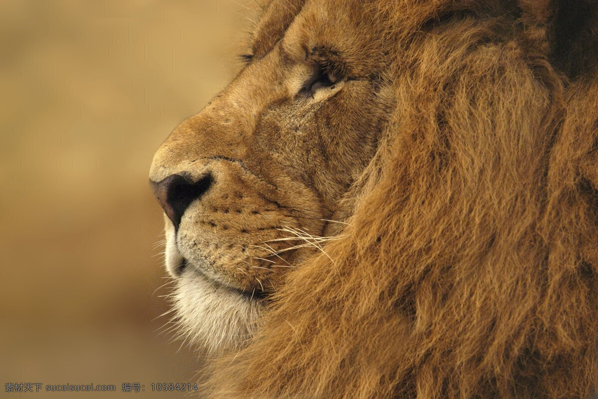 威武的雄狮 雄狮 狮子 头部特写 野生动物 动物世界 摄影图 陆地动物 生物世界 棕色