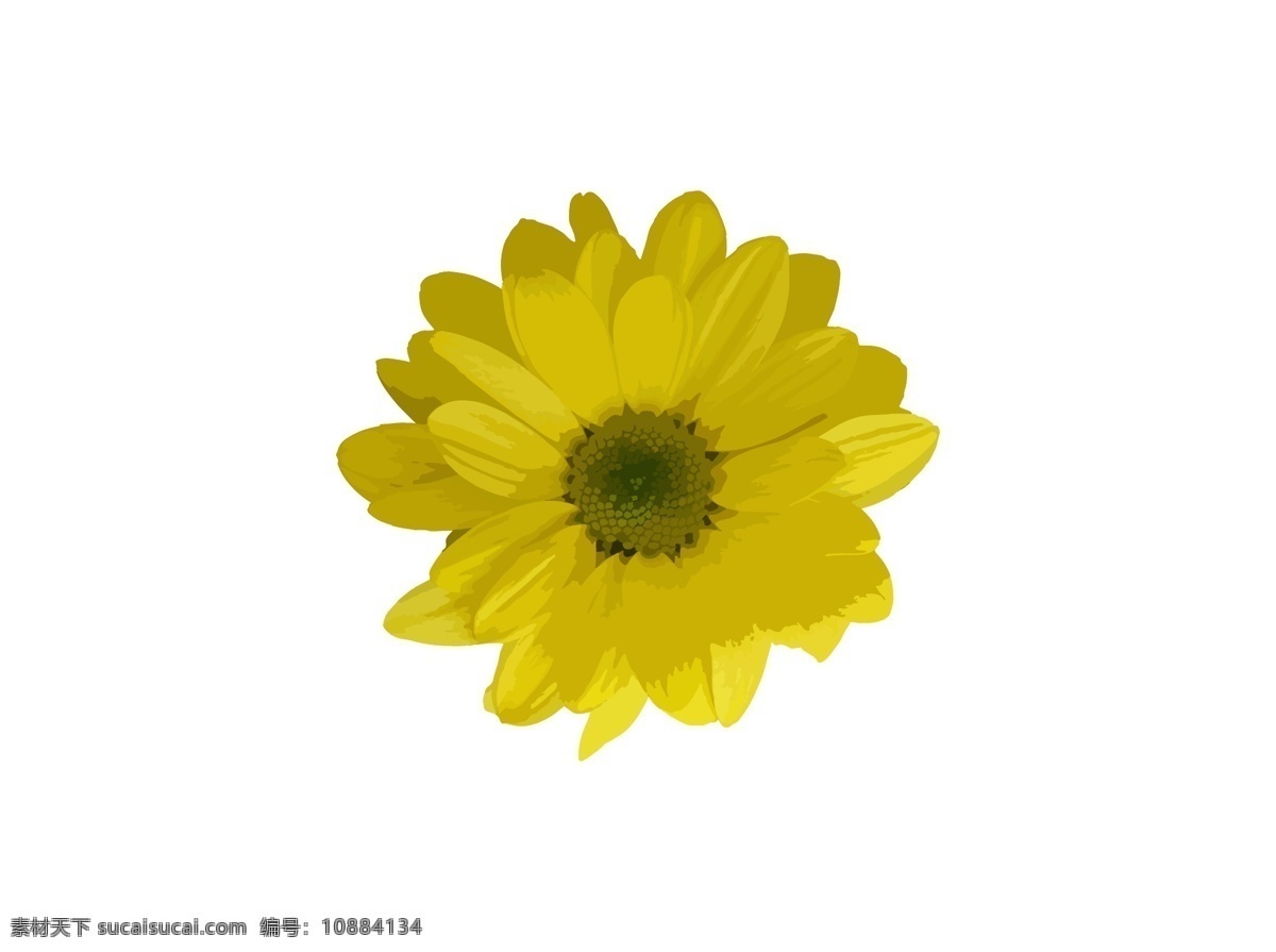 黄色 花朵 矢量 图案 花 黄花