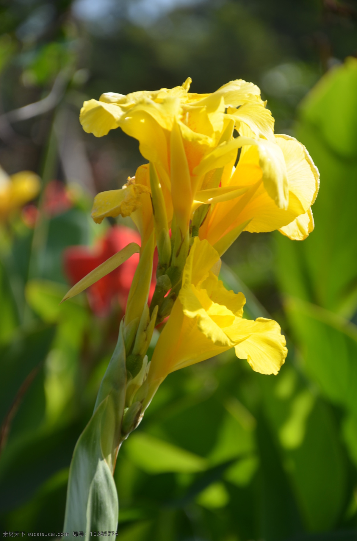 花卉 大花美人蕉 总状花序 顶生 花大 密集 淡黄色 花卉系列 生物世界 花草