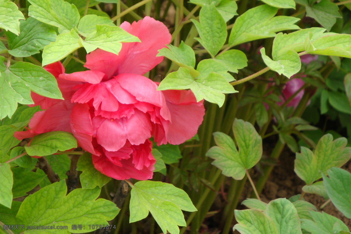 春季 国花 国色天香 红花绿叶 花草 花草树木 牡丹花 中山公园 天香园 牡丹开放 娇艳动人 雍容华贵 生物世界 psd源文件