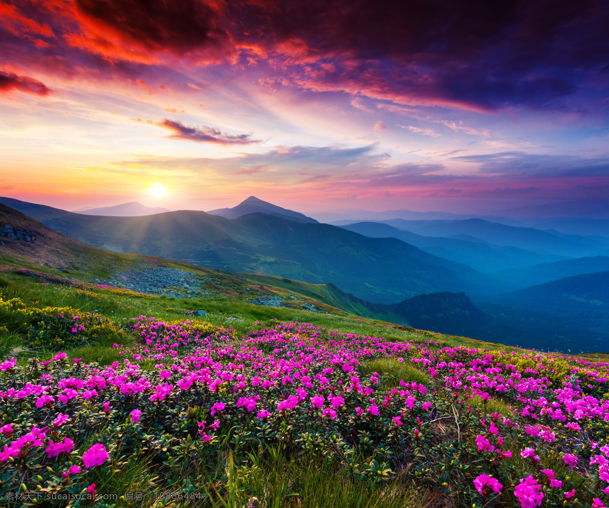 夕阳 下山 坡 上 花丛 山峦 山坡 花朵 鲜花 风景 旅游 山水风景 风景图片