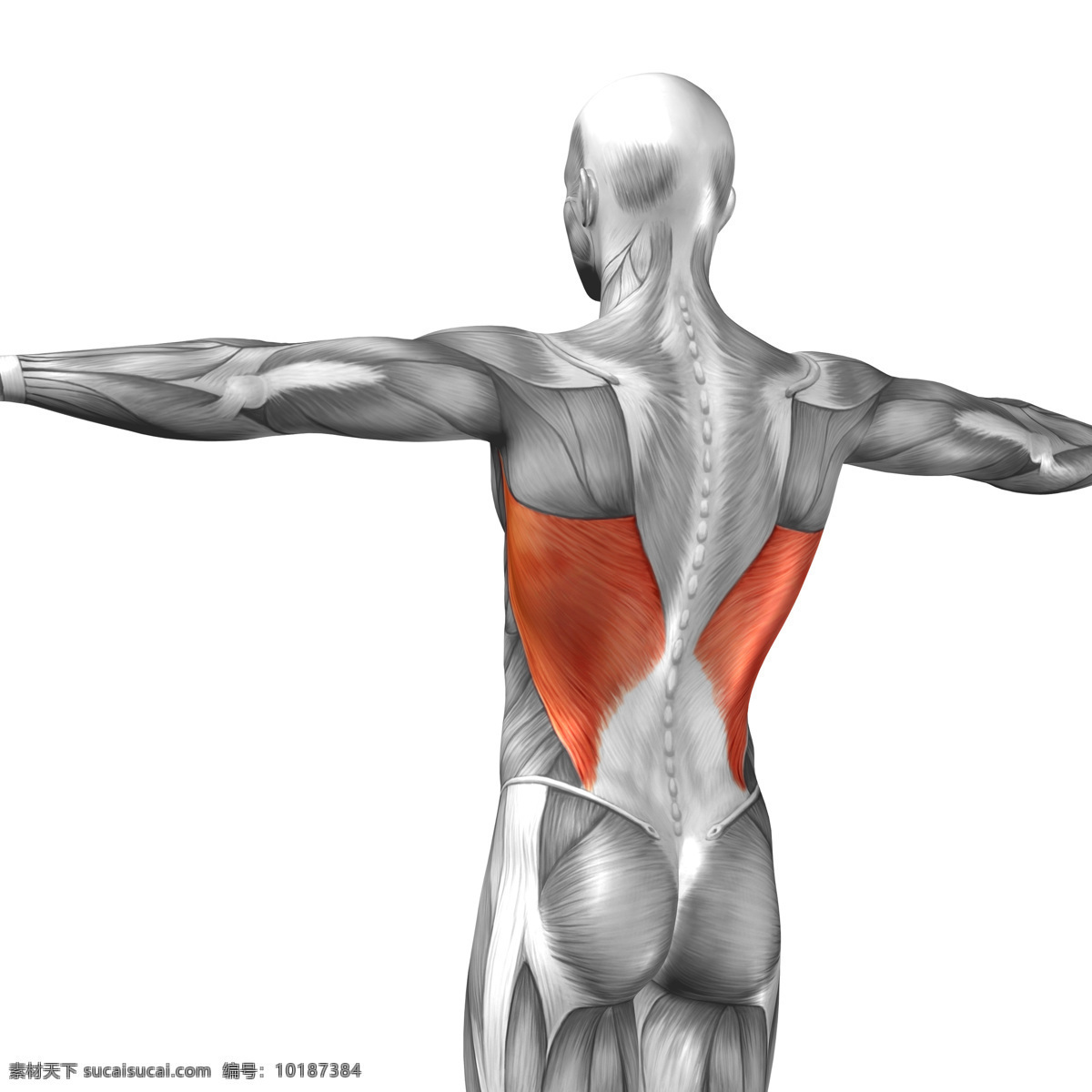 背部 受伤 人体 人体肌肉 人体器官 人体模型 人体结构图 受伤骨折 身体红肿 医疗护理 现代科技