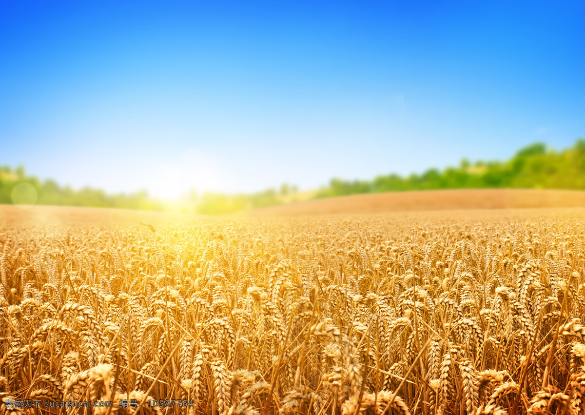 金色麦田 麦田 麦穗 粮食 丰收 农作物 自然美景 光芒 麦子 秋天 蓝天白云 树