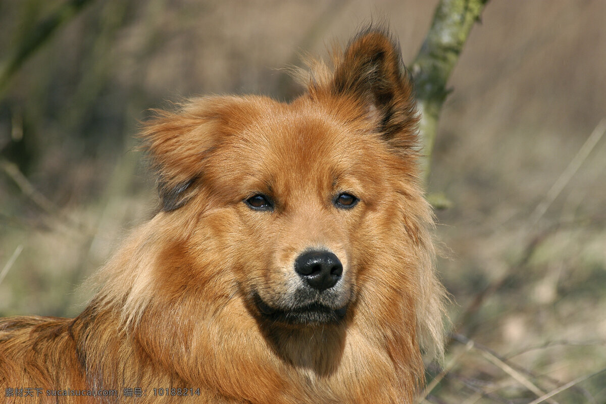 黄毛宠物狗 小狗 犬 小狗图片 宠物狗 名贵犬种 宠物狗图片 可爱 小狗图片大全 宠物 小动物 陆地动物 生物世界 灰色