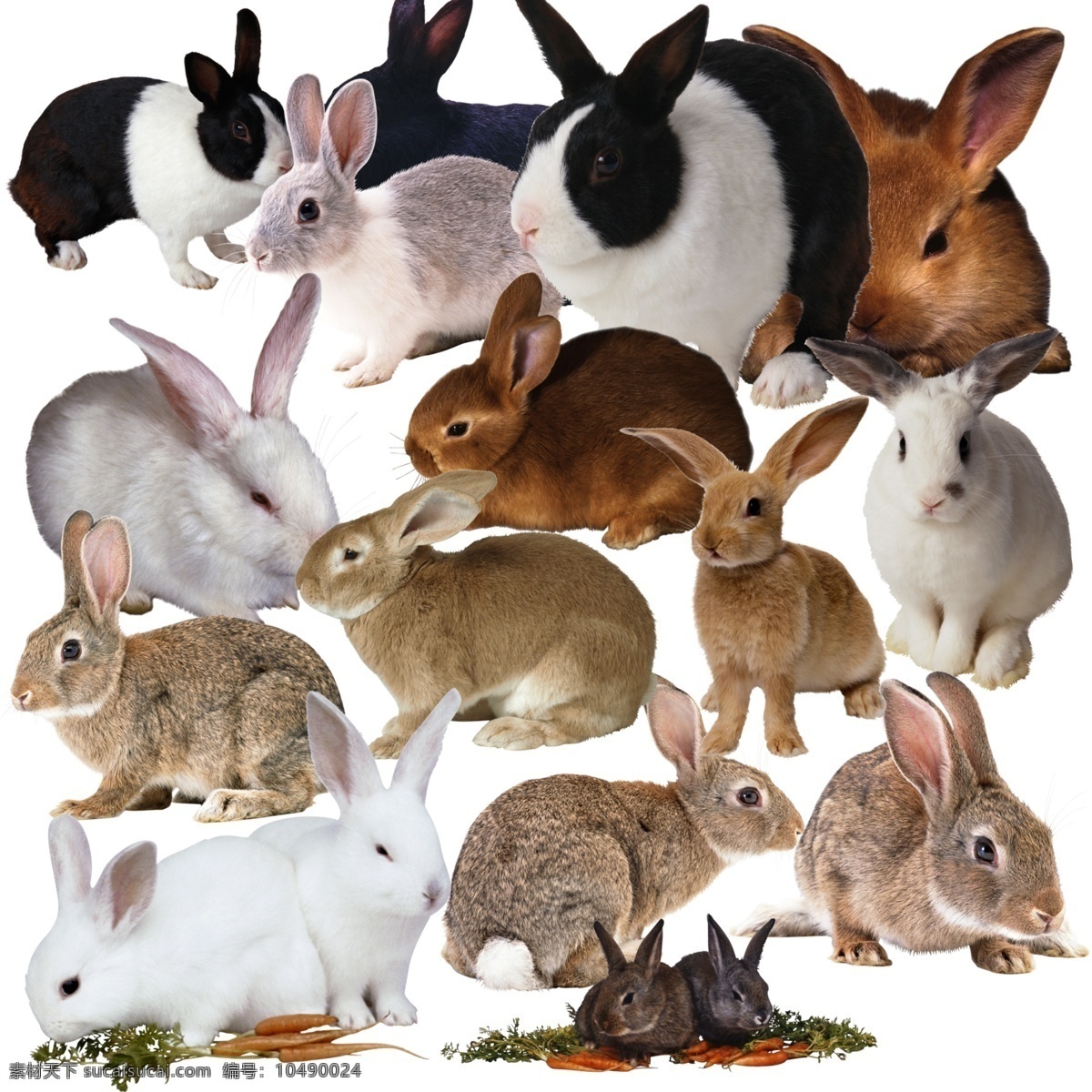 兔子 混合图片 白兔 灰兔子 兔子图 分层