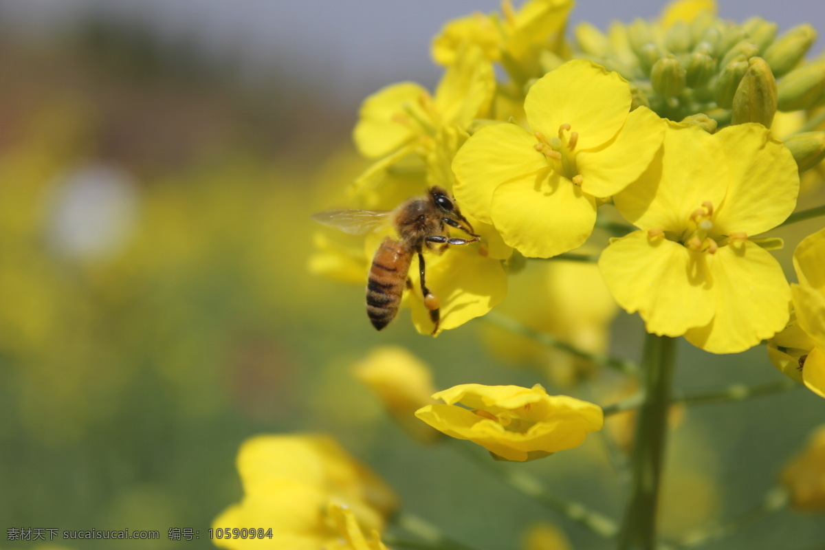 蜜蜂 采花 图 勤劳 油菜花 摄影照片 自然景观 田园风光