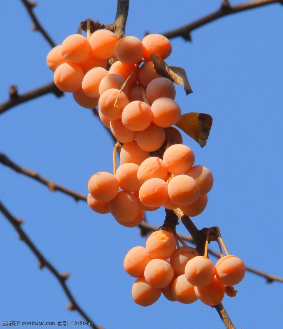 蓝天 阳光 银杏 树枝 水果 生物世界
