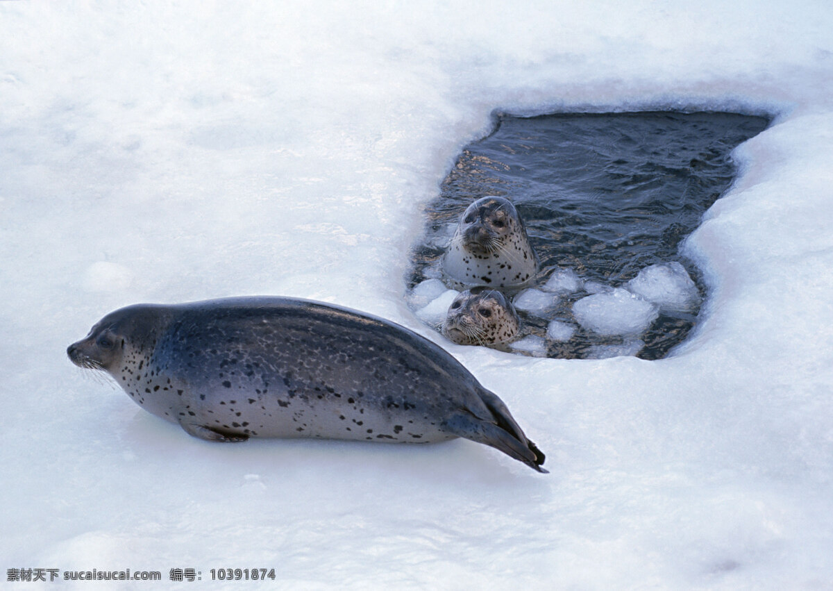 海豚摄影 动物世界 生物世界 海底生物 海豚 雪地 大海 水中生物 白色