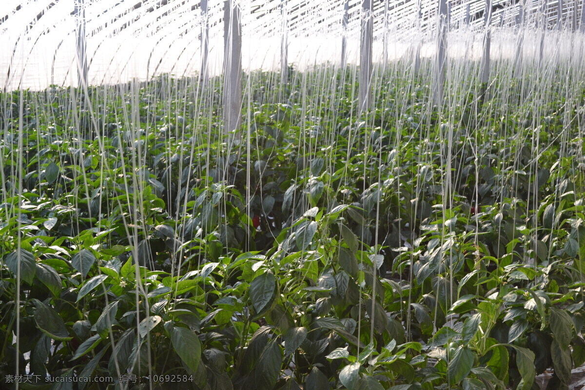 辣椒棚 辣椒 菜椒 辣椒大棚 生长的辣椒 辣椒地 现代科技 农业生产