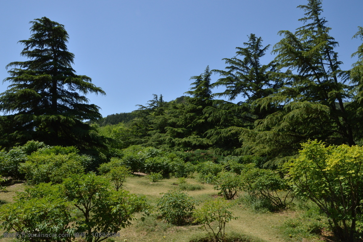 植物园美景 绿化景观 山峦 牡丹园 雪松 绿树 小路 树木 草地 花草 园林景观 公园美景 园林风景 建筑园林 园林建筑