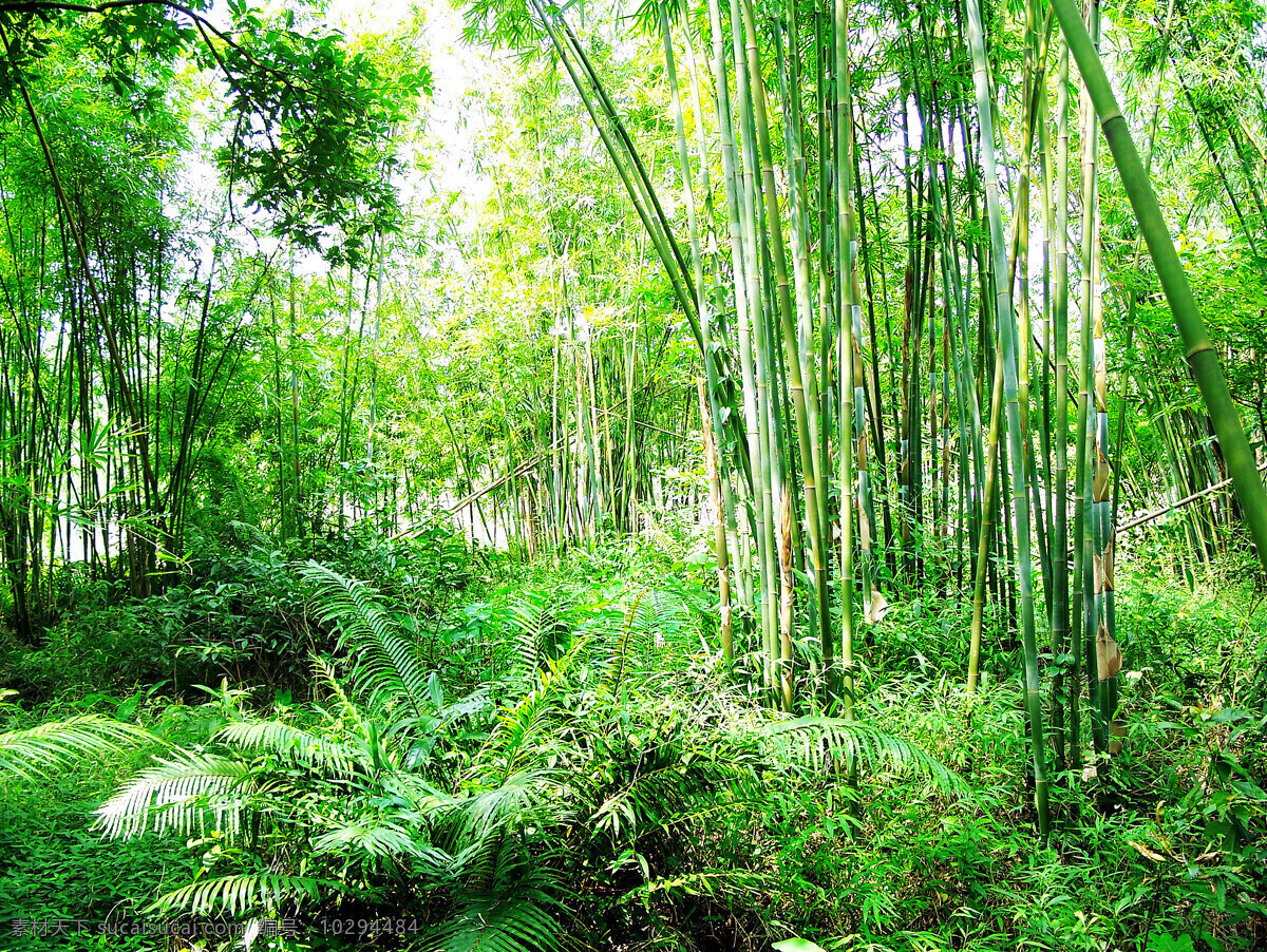 绿色竹海 竹林 山林 森林 竹子 绿色竹林 绿色竹子 竹林素材 林间小道 树林风光 山路 树林 绿色 照片 花草 树木 自然景观 自然风景