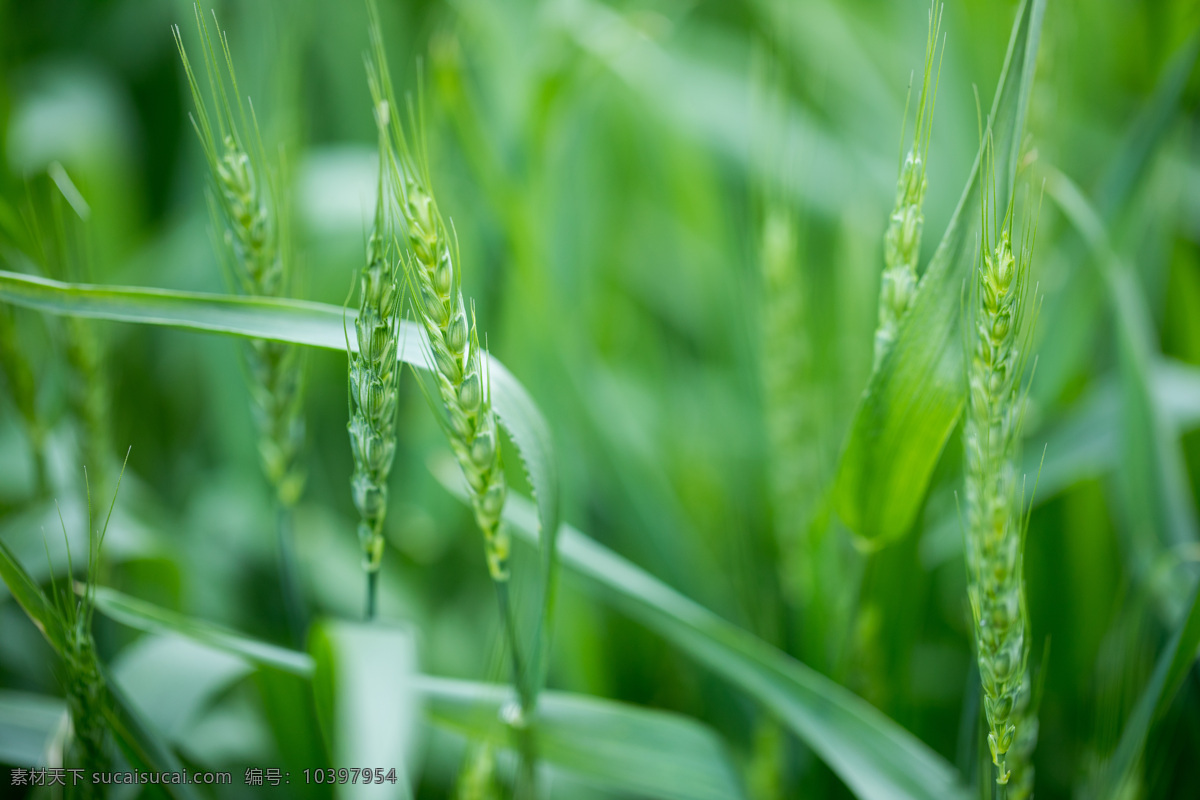 小麦 麦子 植物 作物 绿色 生物世界 花草