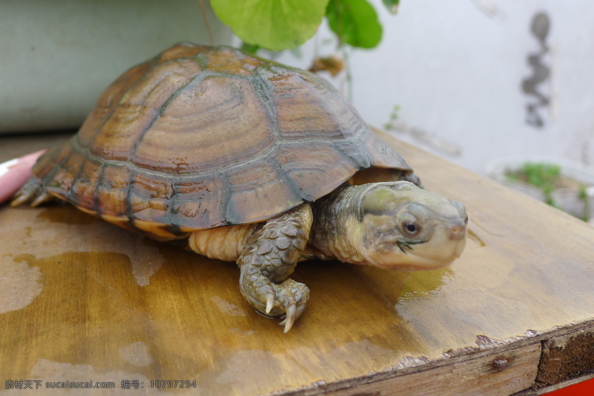 黄喉水龟 乌龟 黄喉拟水龟 野生龟类 各种乌龟 其他生物 生物世界