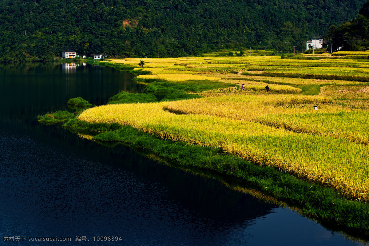 林茂粮丰 秋天 稻田 水田 森林 田园风光 自然景观