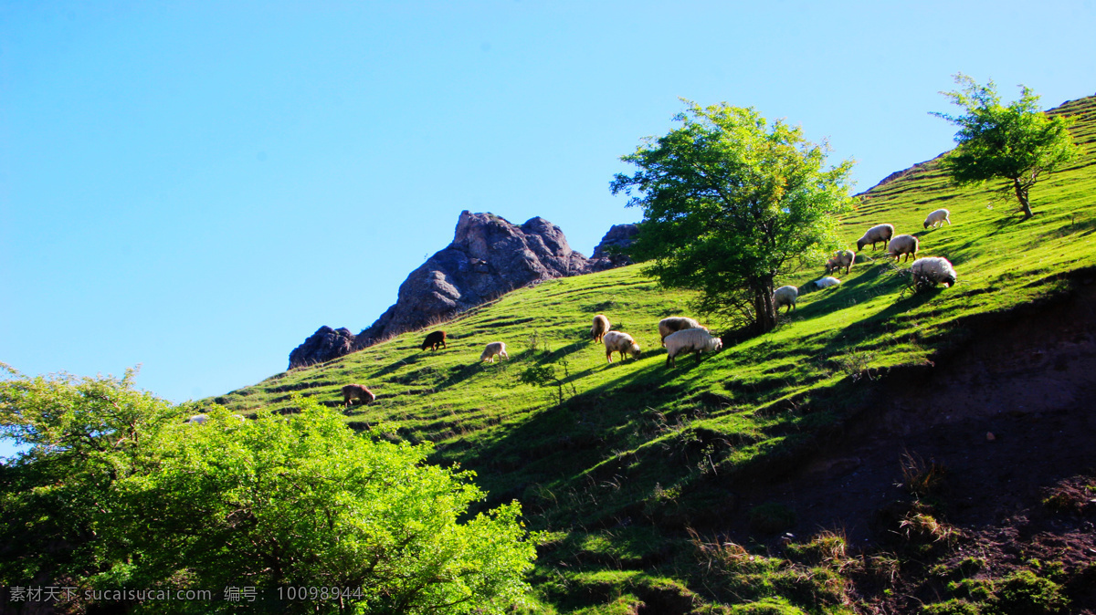 阳光下的午餐 草原 绵羊 羊群 新疆 伊犁 果子沟 旅游摄影 自然风景