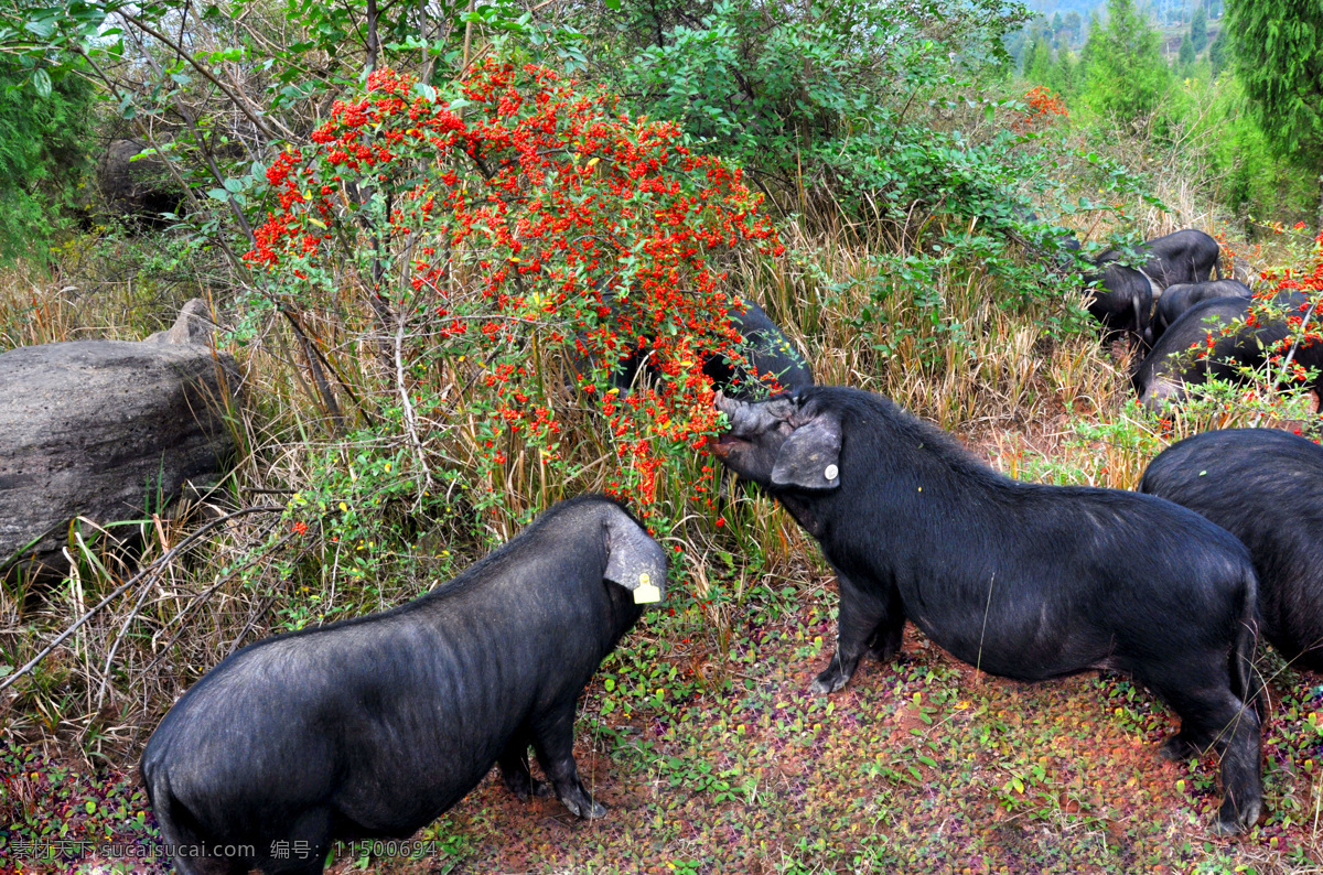青峪黑猪 黑猪 猪 绿色生态 放养 自然景观 田园风光