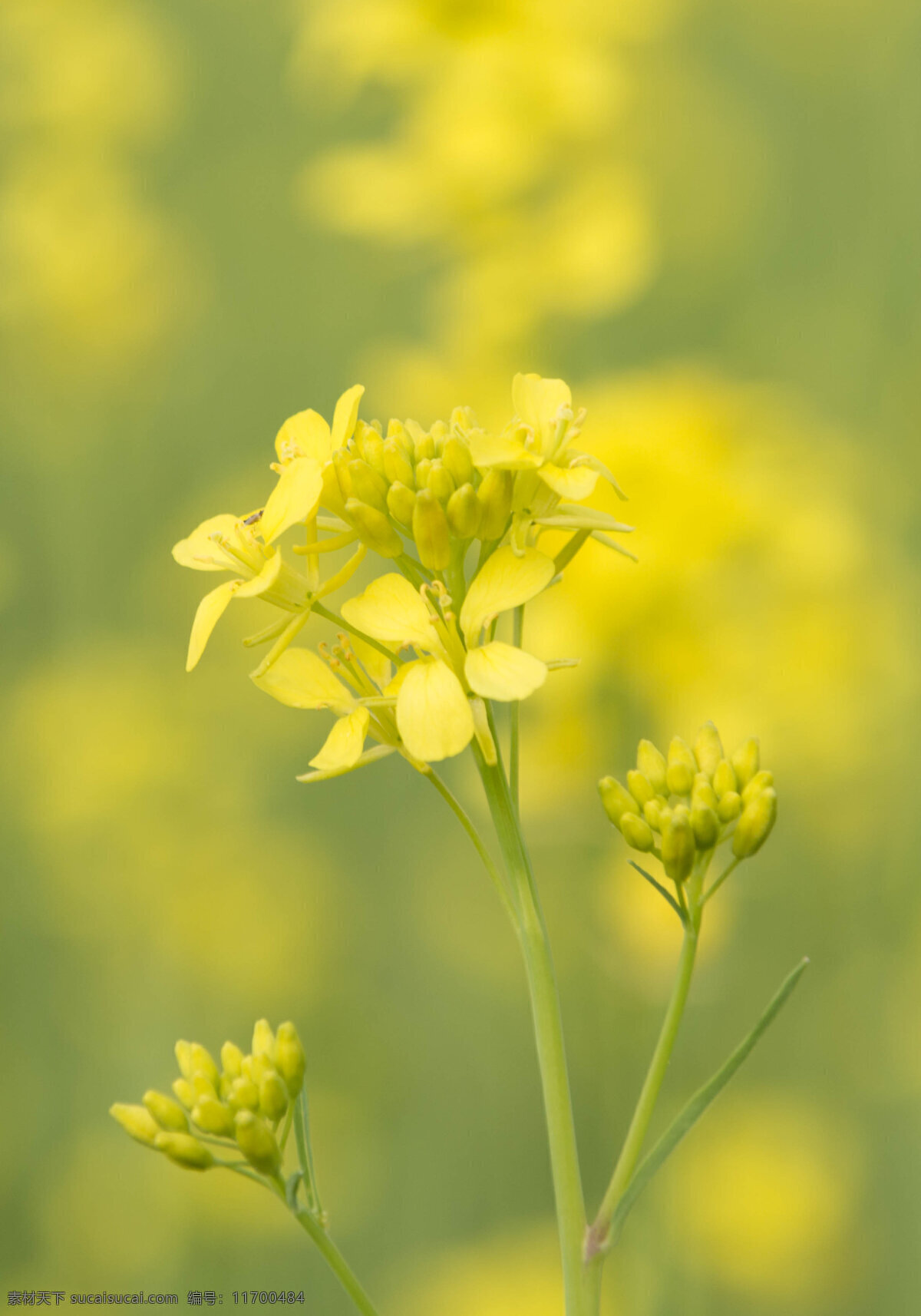 朵 唯美 花朵 背景 黄色 花朵海报背景 一朵花 油菜花 花 花海 唯美花朵