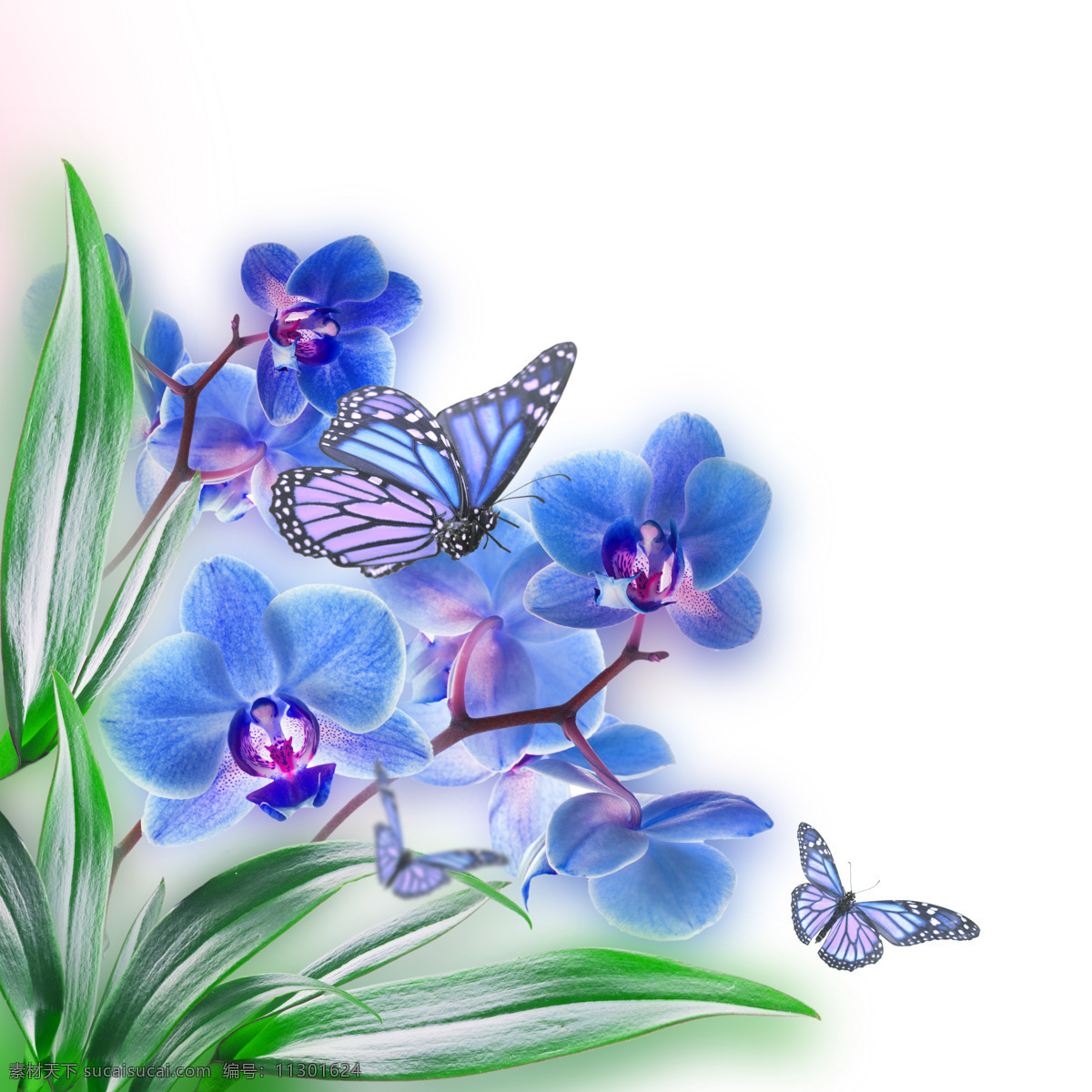 美丽 蝴蝶 恋 花朵 春天 背景 春季 鲜花 娇艳 花草树木 生物世界