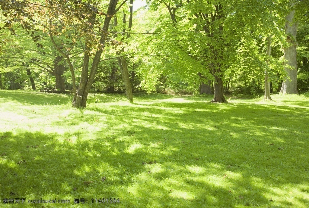 树林下的草地 草地 草坪 大草坪 自然景观 自然风景
