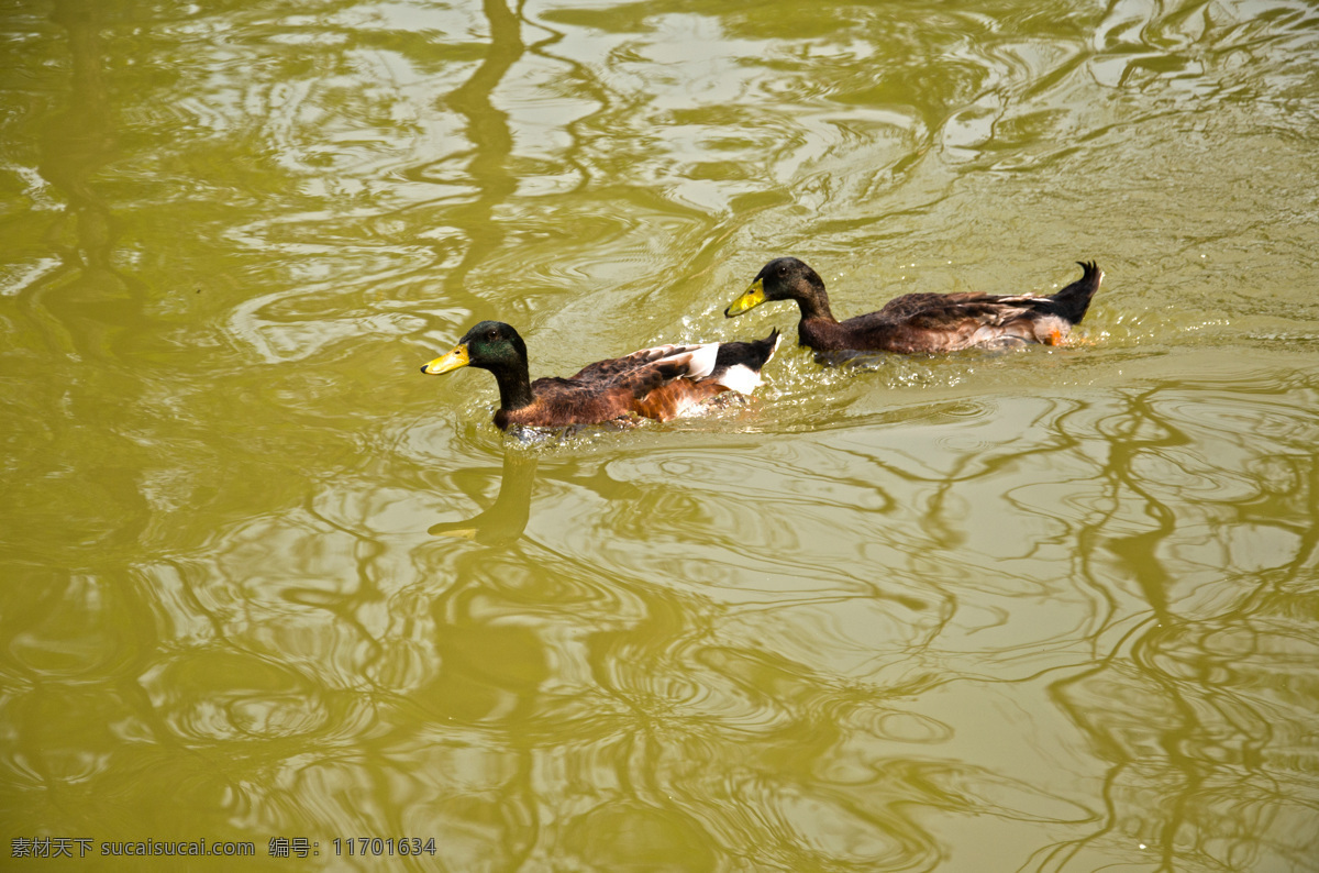 水中 两 只 野鸭 两只野鸭 野鸭游水 超高清大图 野鸭子 水中的野鸭 摄影禽类 生物世界 家禽家畜 黄色