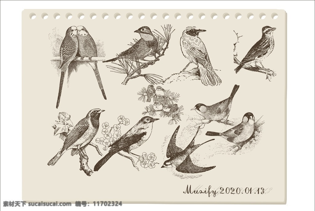 款 鸟类 素描 稿 麻雀 燕子 鹦鹉 喜鹊 动物素材 生物世界