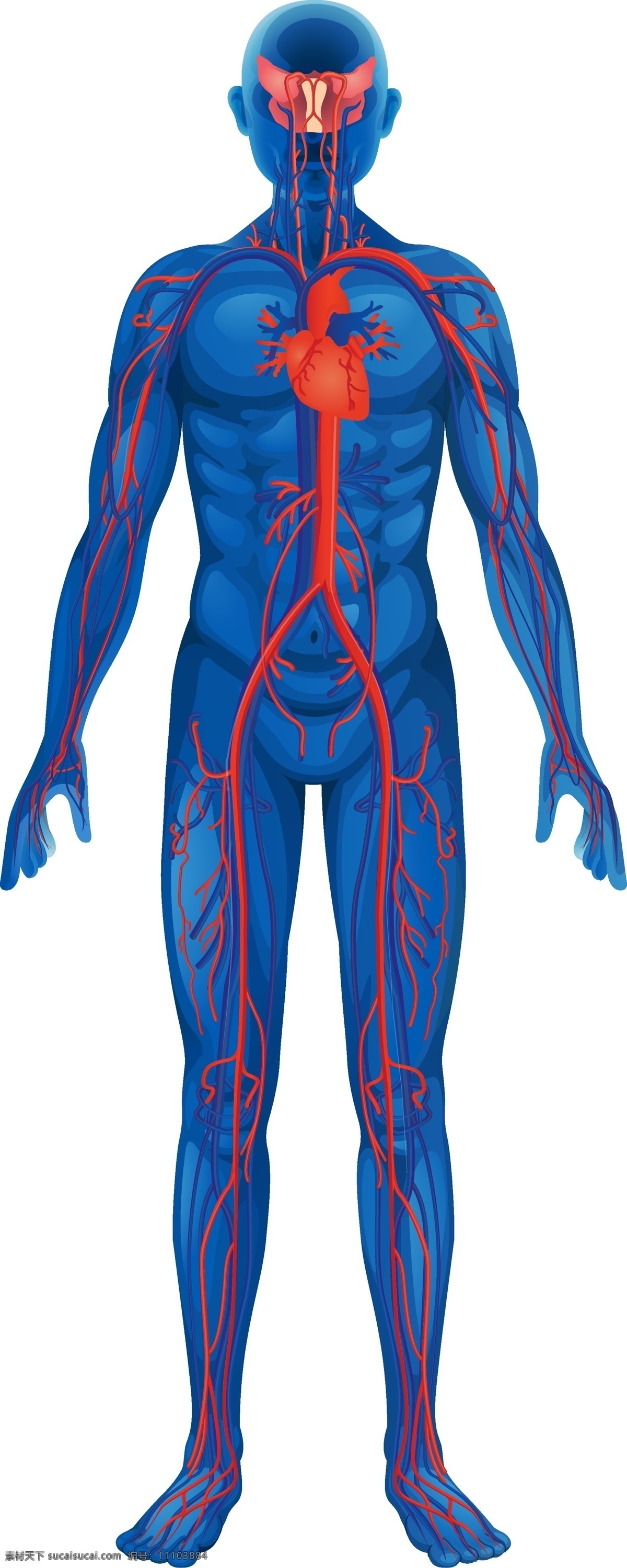 人体动脉 人体 动脉 身体 结构 动漫动画