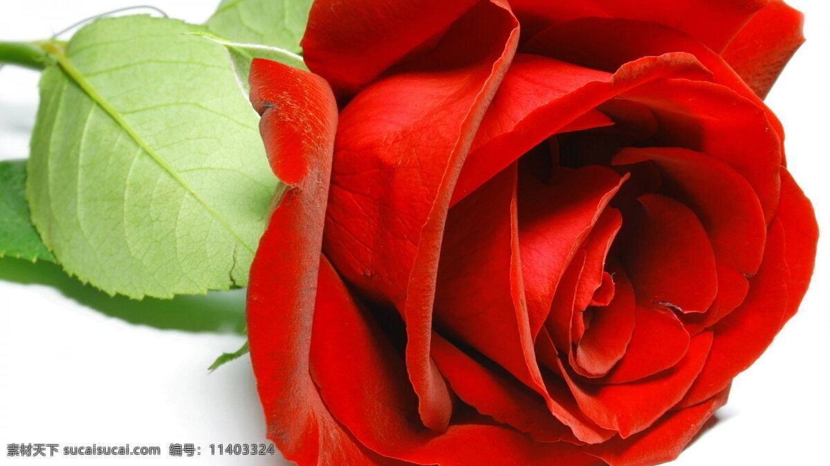 高清 支 红玫瑰 花 玫瑰花 艳丽花朵 火玫瑰 玫瑰