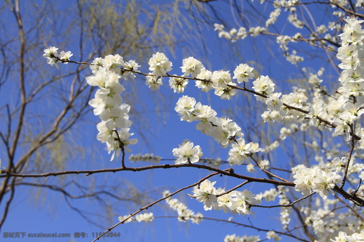 樱花 4月 白花 春天 花草 生物世界 早樱 奥运森林公园 psd源文件