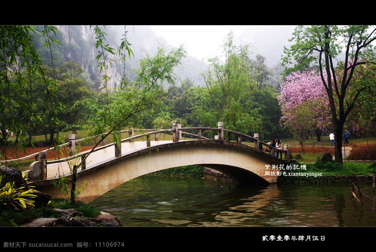 原创 紫荆花 图 风景 生活 旅游餐饮