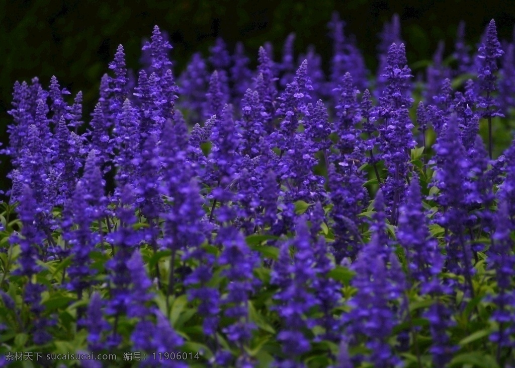 蓝紫色 鼠尾草 蓝紫色鼠尾草 紫色花 鲜花 花海 盛开 成片 花卉 植物 生物世界花卉 生物世界 花草
