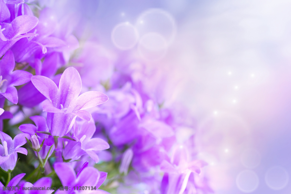 美丽鲜花背景 美丽鲜花 花朵 花卉 温馨 鲜花背景 紫色小花 梦幻背景 花草树木 生物世界
