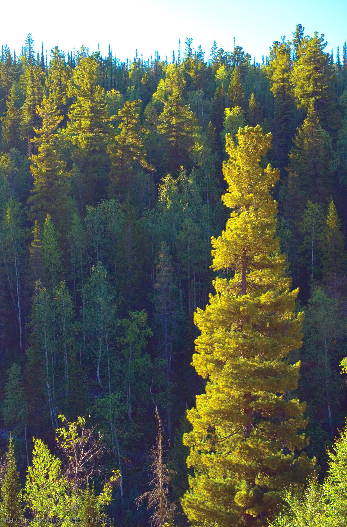 美丽 森林 风景摄影 西伯利亚风景 森林风景 树林 树木 美丽风景 美景 景色 花草树木 生物世界