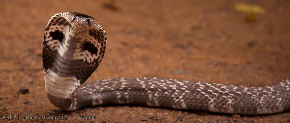 爬行的眼镜蛇 毒蛇 蛇肉 蛇 眼镜蛇 动物世界 野生动物 陆地动物 生物世界 棕色