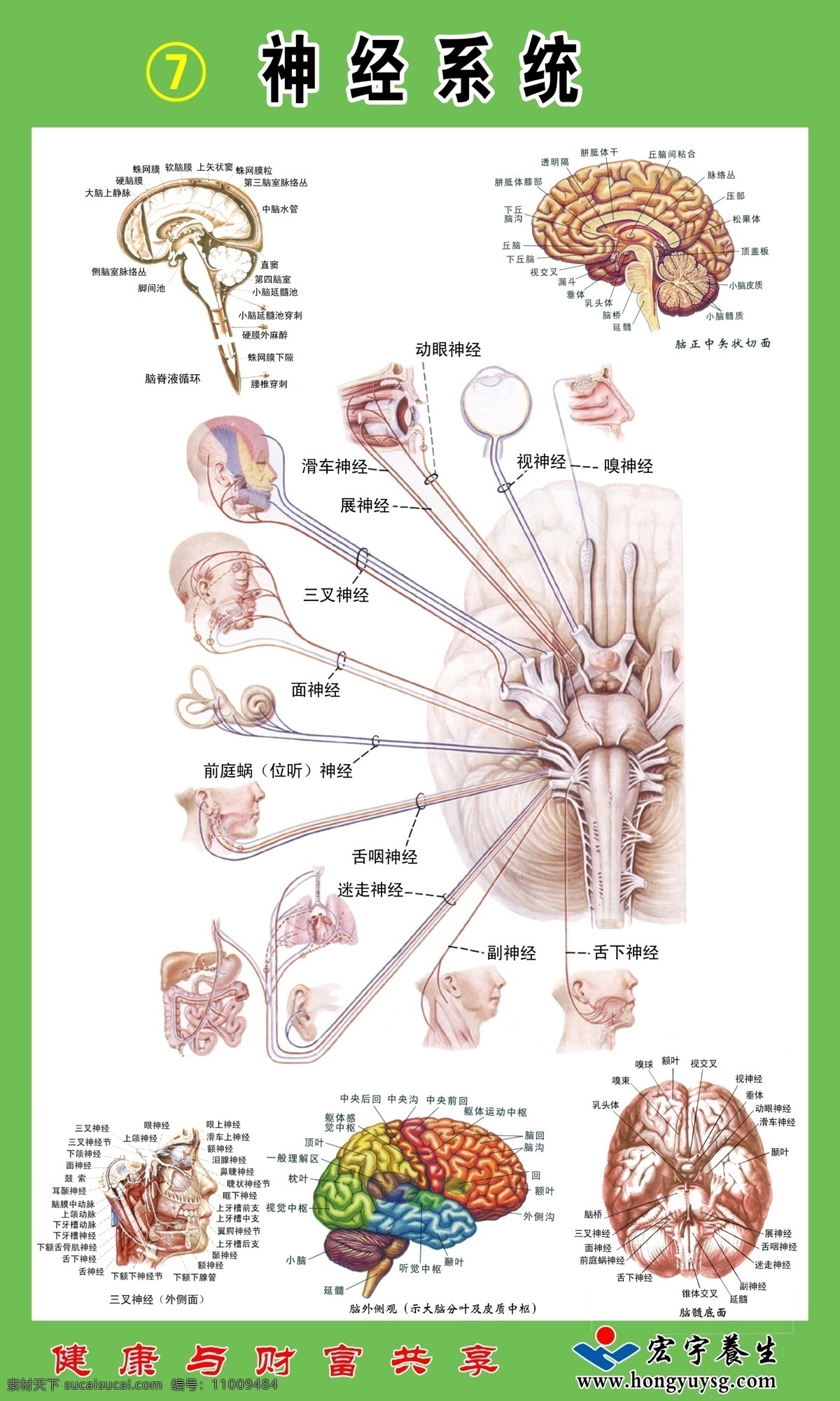 神经系统二 神经系统 人体 人体结构 内分泌 内脏 图 医学 研究 生理 索材 psd素材 我的喜爱 源文件库 分层