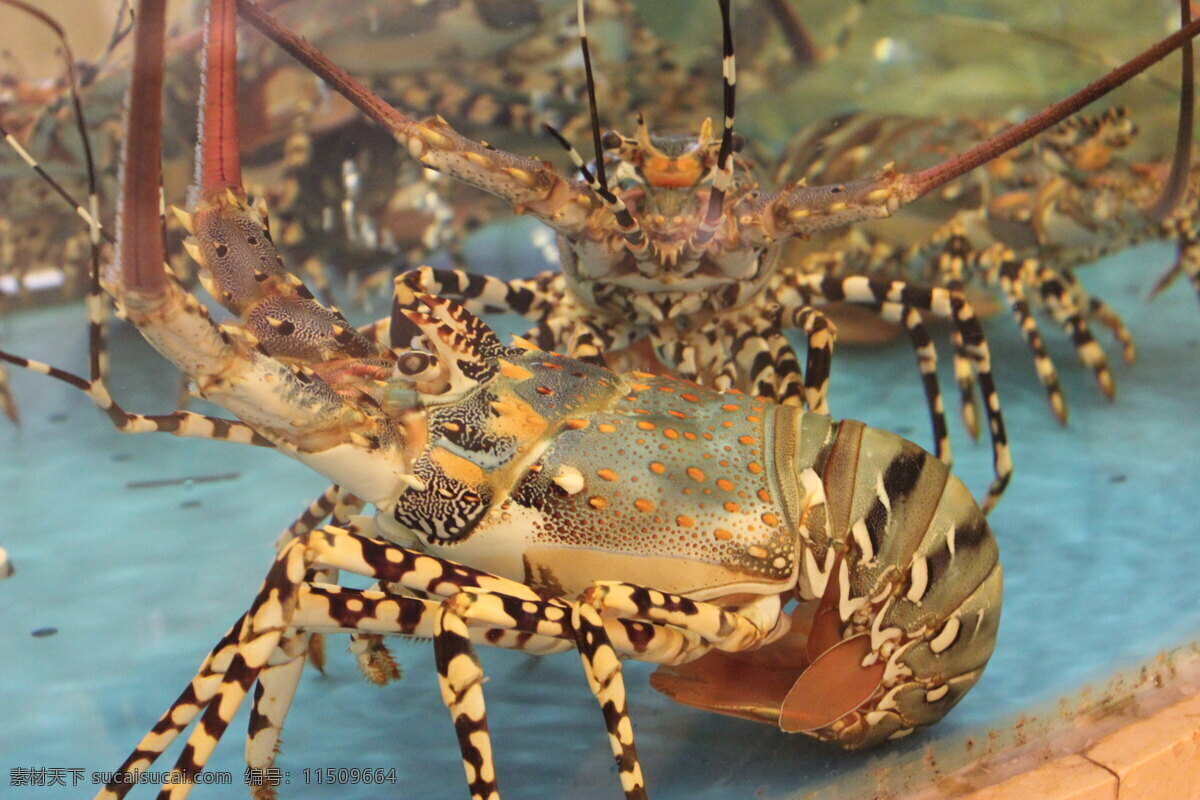 龙虾 高清龙虾 水产 深海珍品 奥龙仔 海洋生物 生物世界