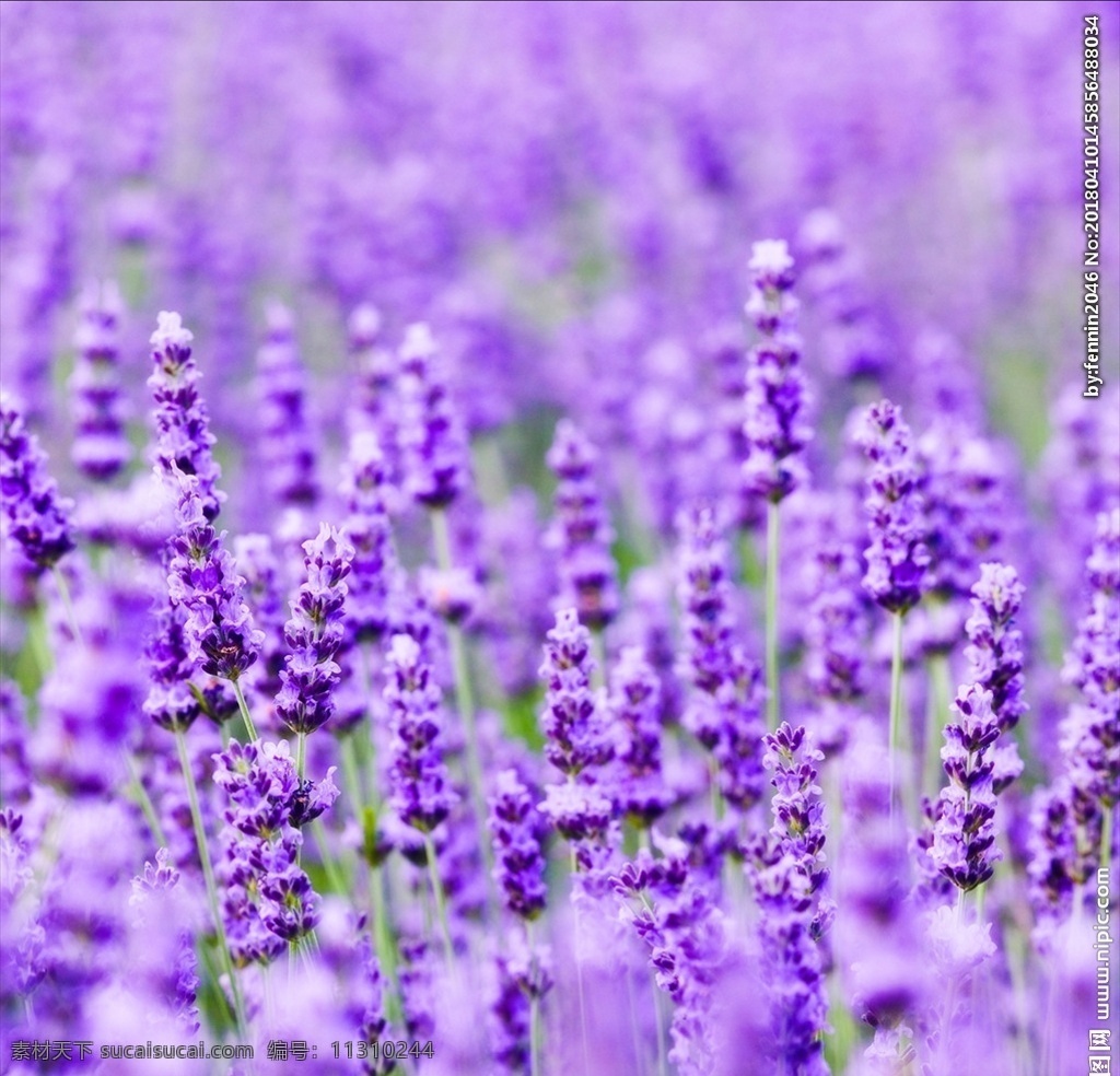 薰衣草 风景摄影 草地 田园 植物 紫色 照片 风景 自然景观 山水风景