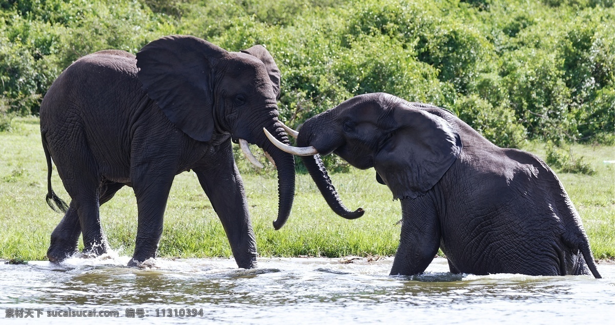 大象 象 亚洲象 非洲象 象群 野生 生物世界 野生动物