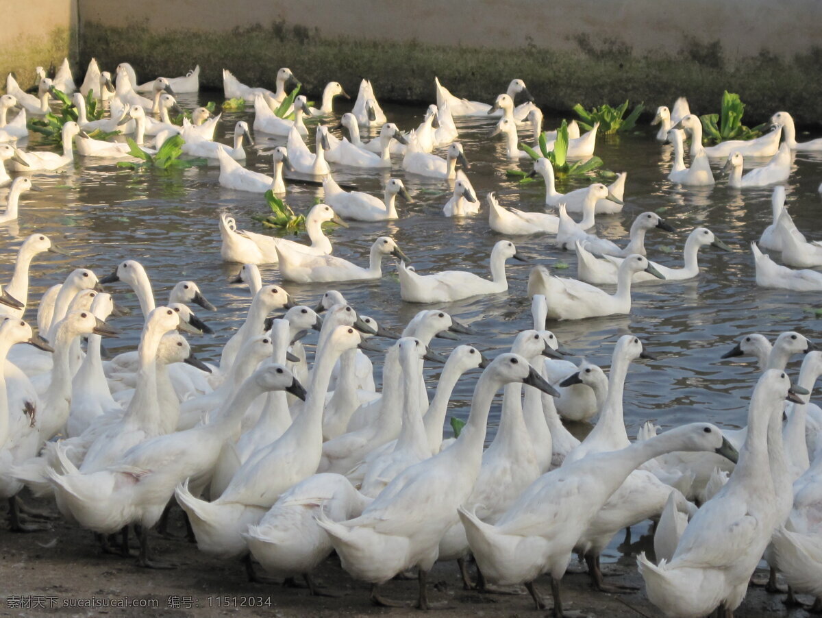 园中嬉戏的白鹜鸭素材图片下载-素材编号11512034-素材天下图库