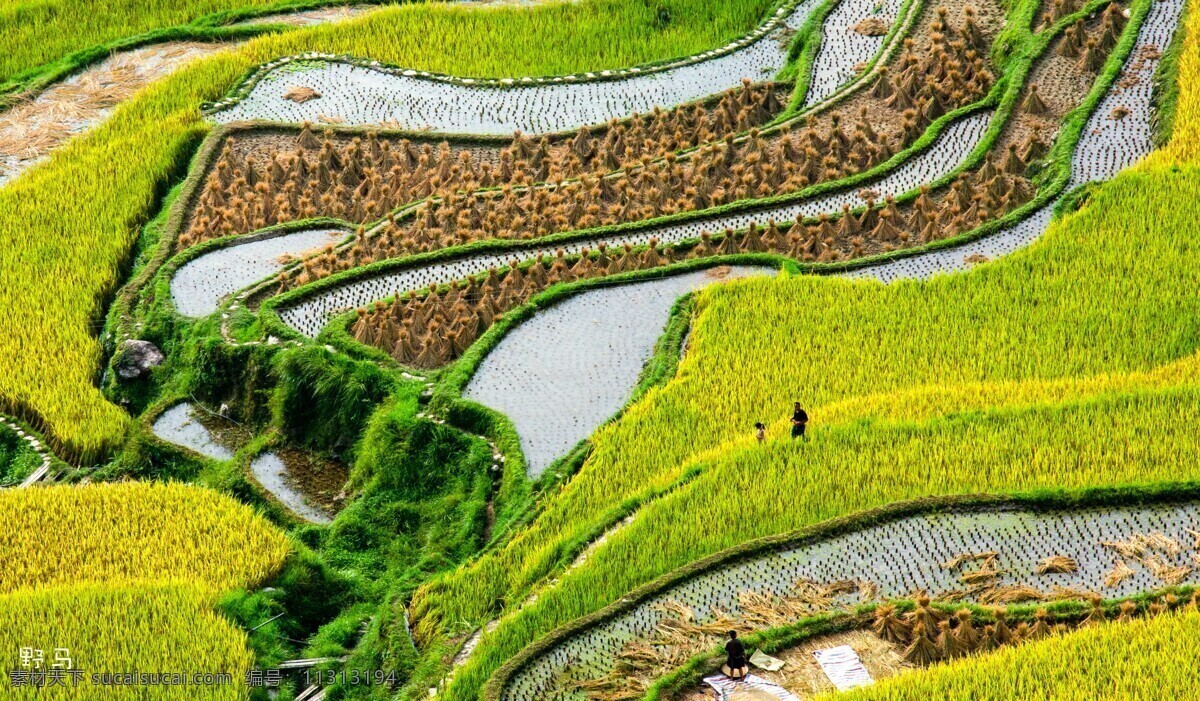 稻香 黔东南 梯田 稻田 风光 自然景观 山水风景