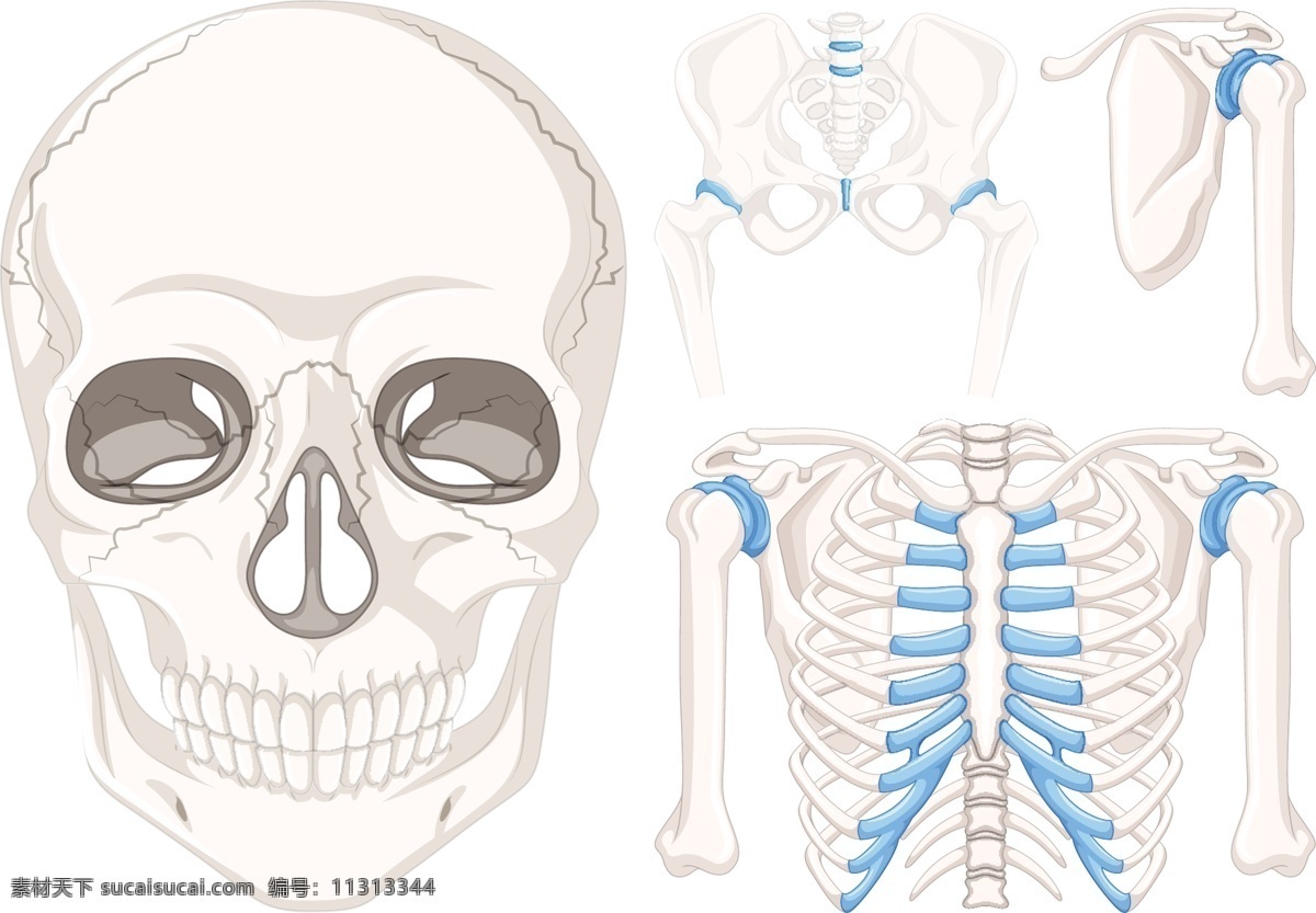 人类 颅骨 骨骼 部分 头骨 艺术 人 绘画 插图 骨头 零件