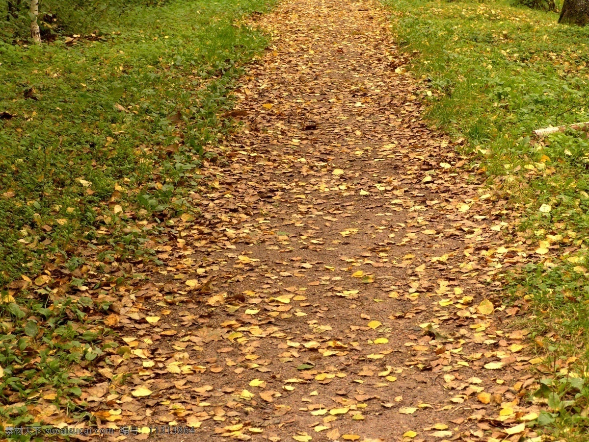 林间 小路 上 枯黄 树叶 林间小路 草地 叶子 秋天 自然风景 自然景观 黄色