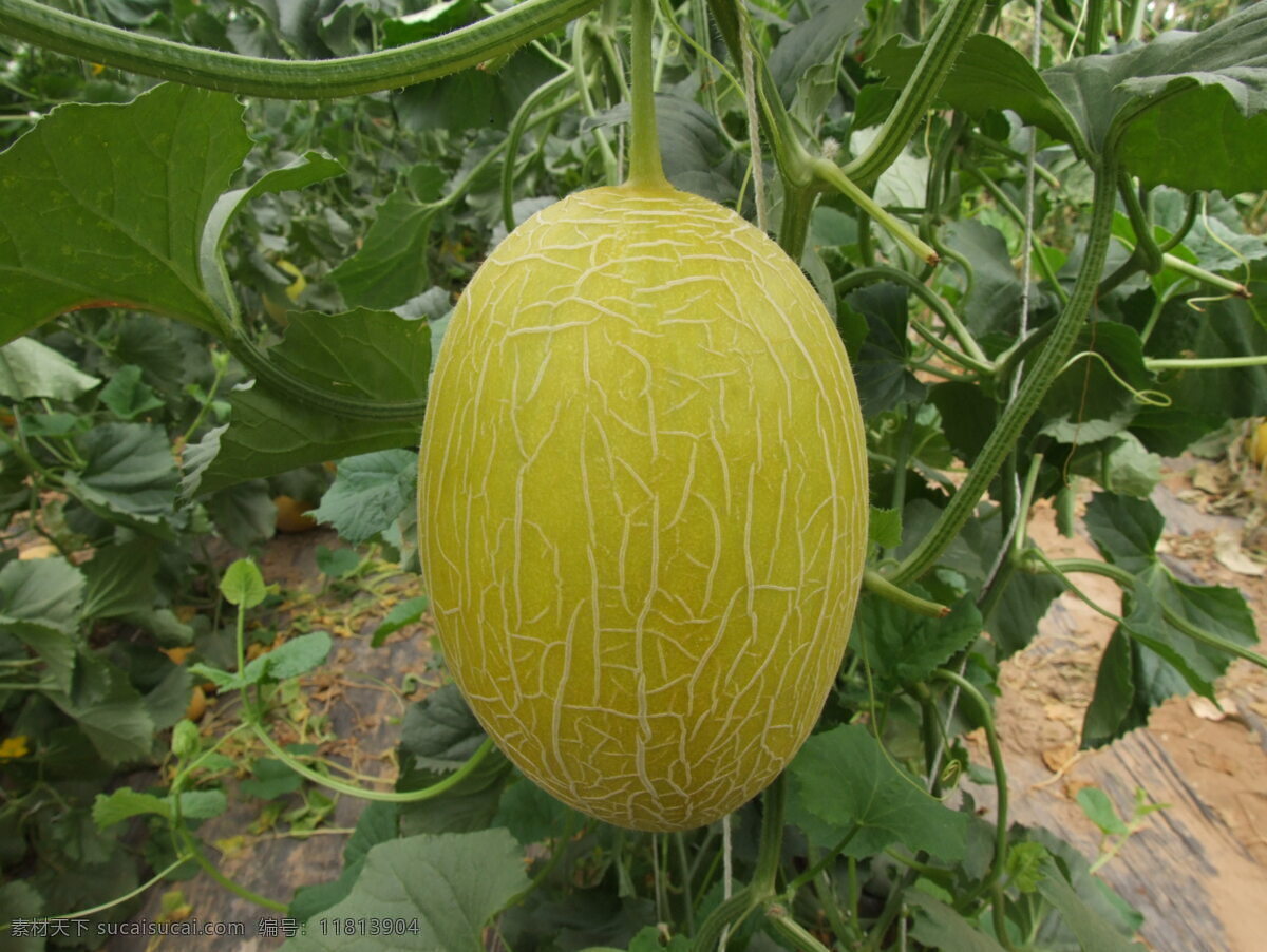 西瓜 瓜菜 黄色西瓜 大棚瓜菜 大棚西瓜 农业 水果 生物世界