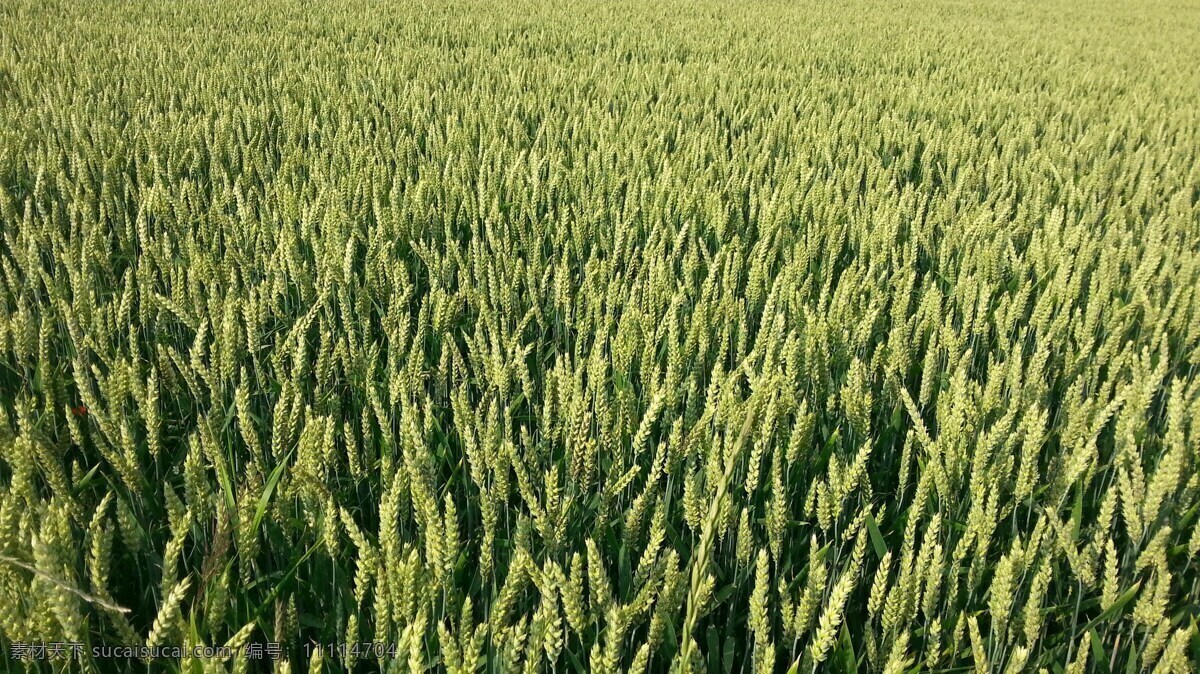 麦田 农田 农作物 青色麦田 小麦 麦地 摄影图片 现代科技 农业生产