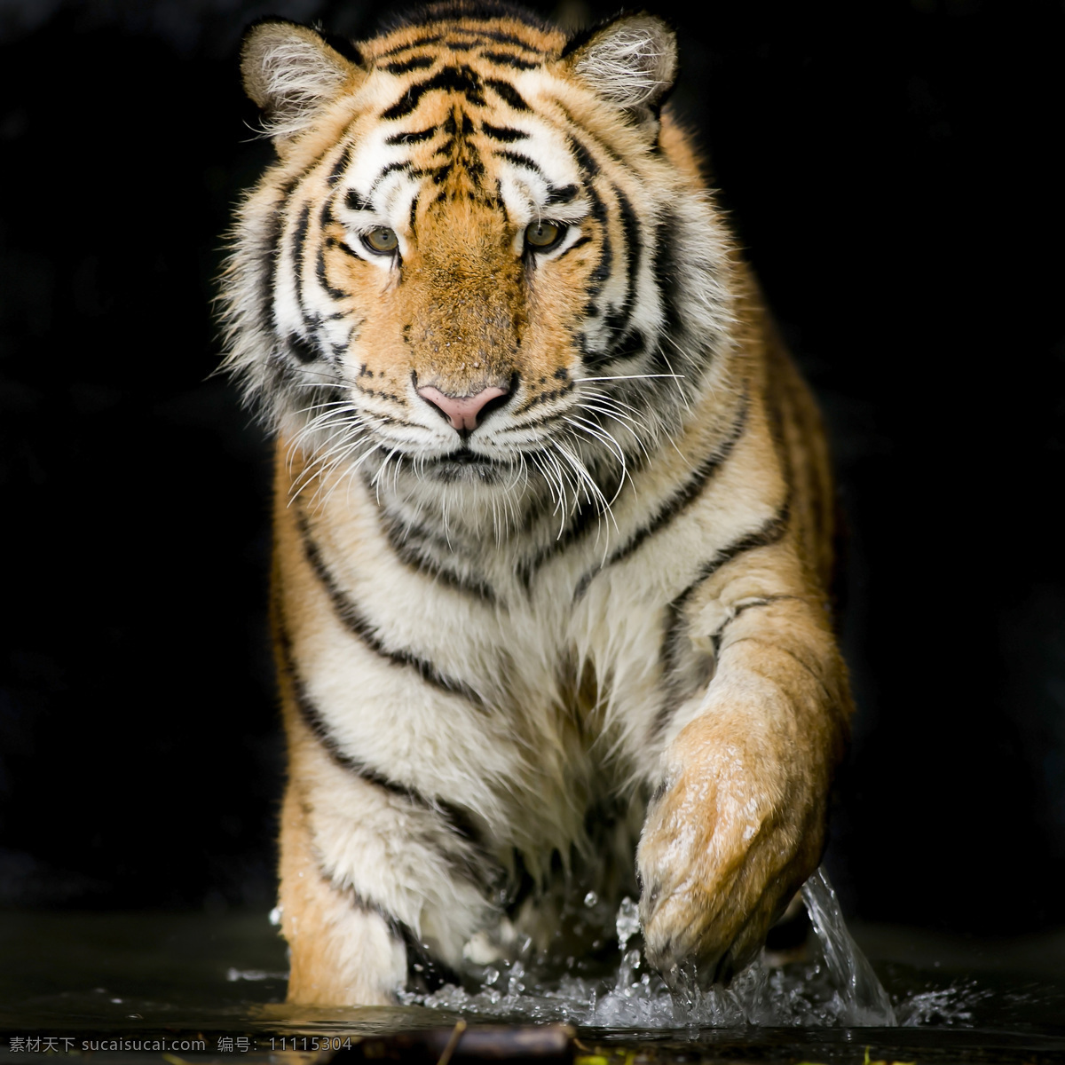 老虎 东北虎 野生动物 动物 猛兽 凶猛 生物世界