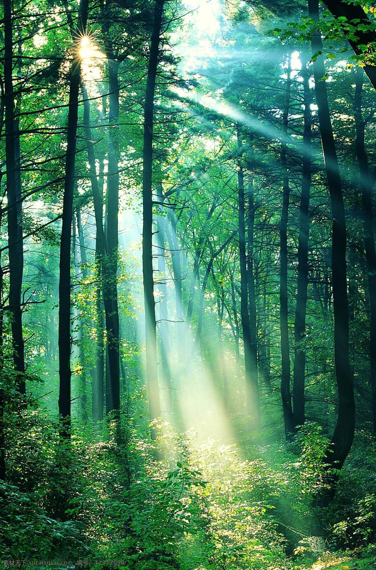 阳光森林 森林 自然景观 自然风景 摄影图库
